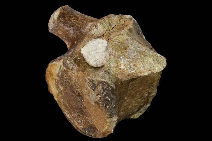 Fossil Plesiosaur Vertebra - Asfla, Morocco #166006